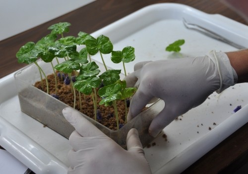 17 08 01 OP Un Arca de especies vegetales de la Argentina 2