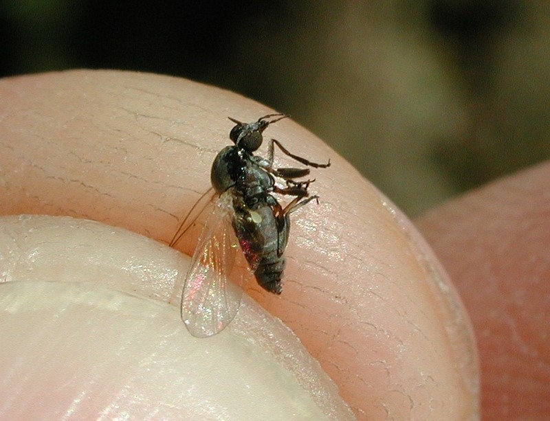 17 12 10 OP Volvió el Barigüi o mosquita negra al río Salado 2