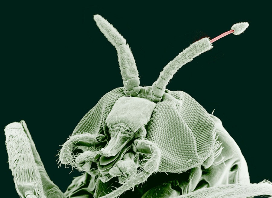 17 12 10 OP Volvió el Barigüi o mosquita negra al río Salado 3