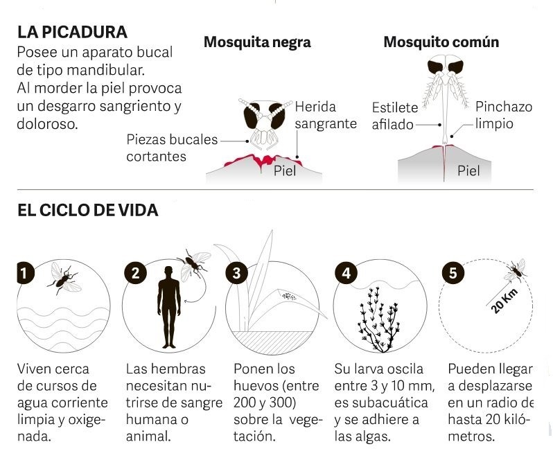 17 12 10 OP Volvió el Barigüi o mosquita negra al río Salado 4