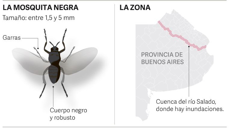 17 12 10 OP Volvió el Barigüi o mosquita negra al río Salado 5