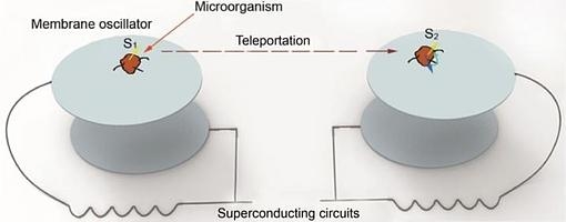 19 04 10 OP Teletransportar un organismo vivo 2 Esquema propuesto para teletransportar un organismo Science China Press