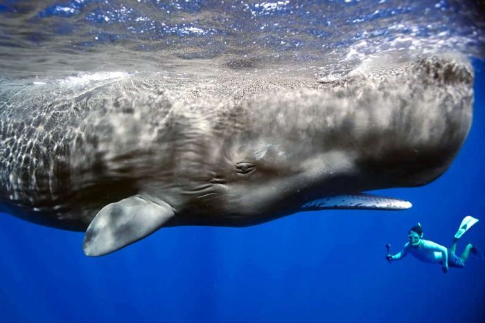 19 04 28 OP Moby Dick vivió en la Patagonia 2 Un cachalote nada junto a un buzo en Dominica Caribe