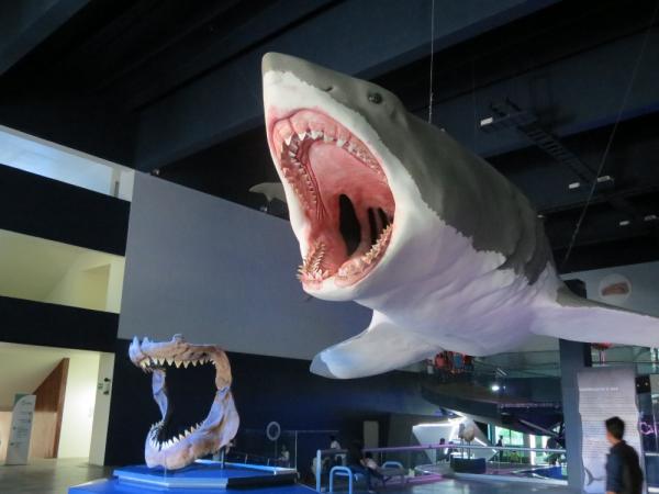 19 04 28 OP Moby Dick vivió en la Patagonia 3 Reconstrucción del tiburón megalodón