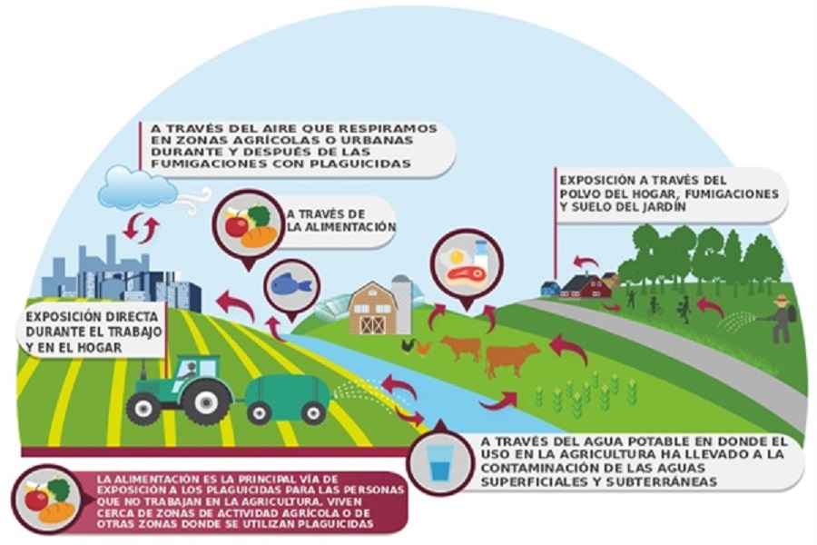19 07 19 OP Algo está pasando con Bayer y el glifosato 4 Vías de penetración del glifosato