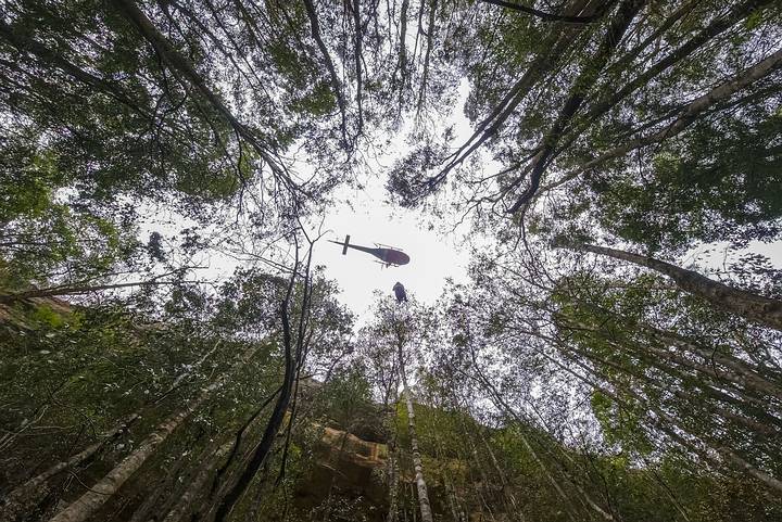 20 02 08 OP Australia salvó árboles contemporáneos de los dinosaurios 2 Bomberos y rescatistas autralianos protegen los pinos de Wollemi de los incendios