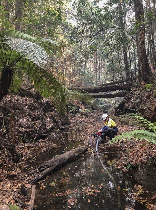20 02 08 OP Australia salvó árboles contemporáneos de los dinosaurios 3 Sistema de riego para aumentar el contenido de humedad de los combustibles en el suelo