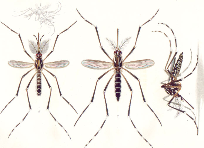 20 02 28 OP Nuevamente la amenaza viene volando 4 Macho izquierda y hembra centro y derecha Aedes aegypti