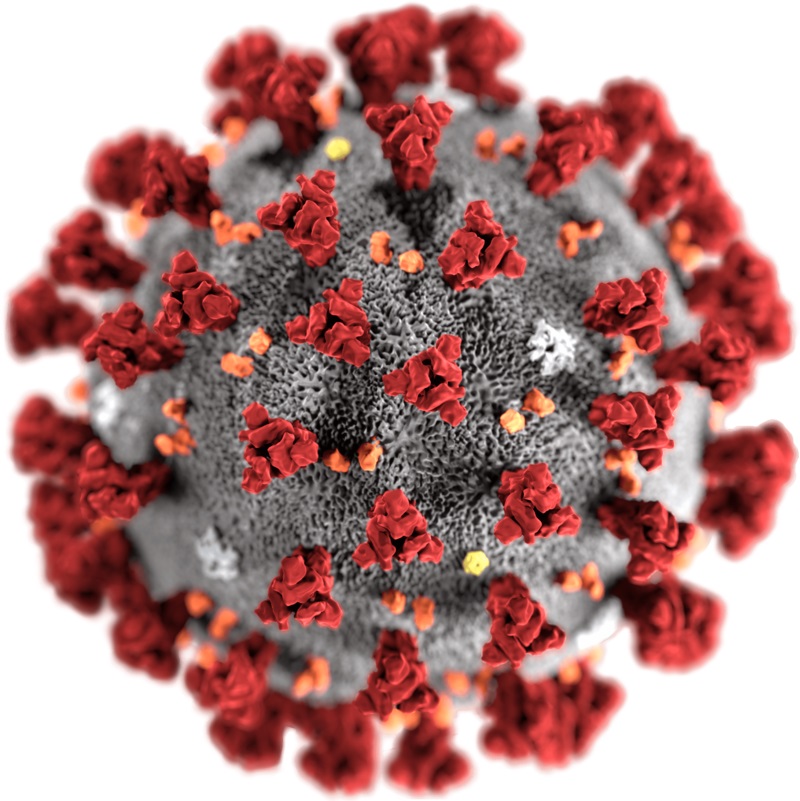 20 03 01 OP El coronavirus acecha el sarampión y el dengue ya nos atacaron 1 Imagen por computadora del coronavirus de Wuhan